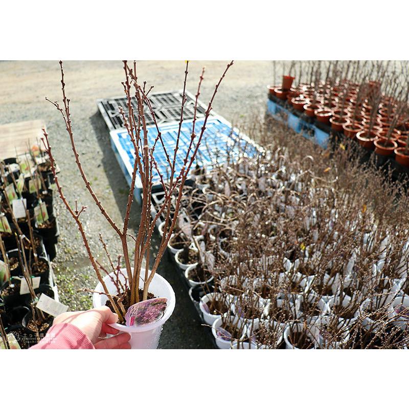 長寿桜 ( チョウジュザクラ ) 4号鉢植え 【2個セット】 【送料 長寿桜 ( チョウジュザクラ ) 4号鉢植え 【2個セット】 【送料