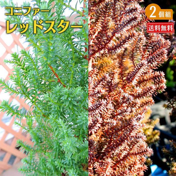 最も完璧な コニファー レッドスター 2個セット 送料無料 15cmポット苗