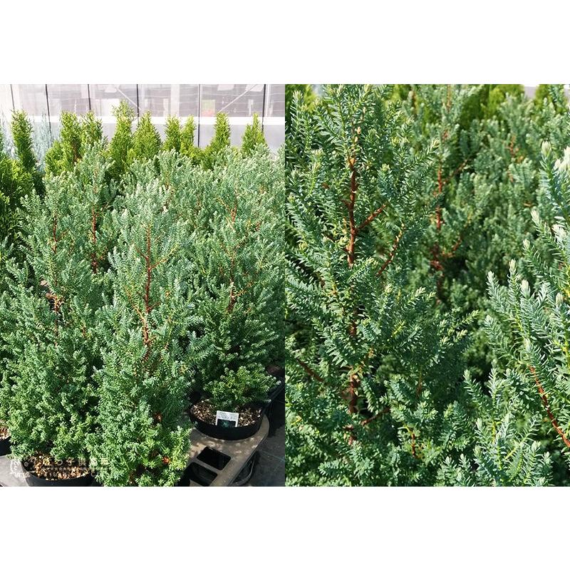 コニファー レッドスター 15cmポット苗 T 338 花と緑の専門店 土っ子倶楽部 通販 Yahoo ショッピング