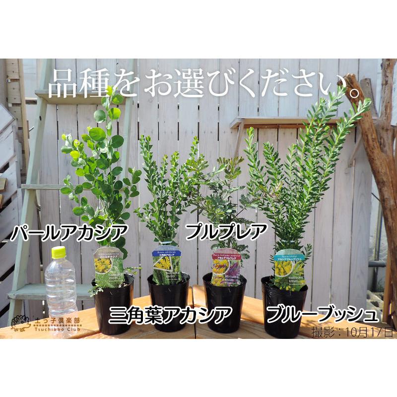 ③　アカシアブルーブッシュ　8号　特大苗木最高等級極上品‼️ Miz様専用③ アカシア ブルーブッシュ 8号 特大苗木最高等級極上