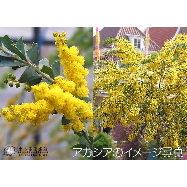 アカシアの木 （ ブルーブッシュ / 三角葉 パール プルプレア ） 10.5