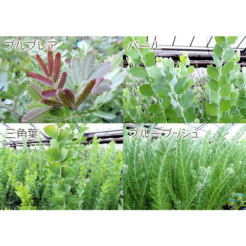 アカシアの木 （ ブルーブッシュ / 三角葉 パール プルプレア