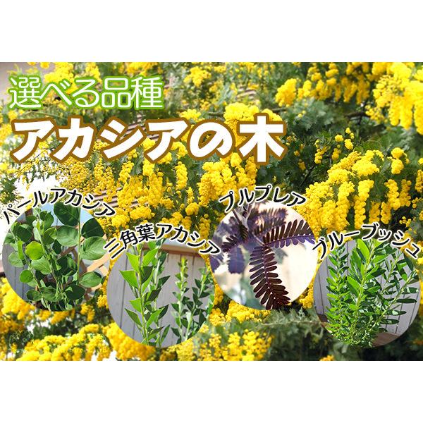 アカシアの木 （ ブルーブッシュ / 三角葉 パール プルプレア ） 10.5