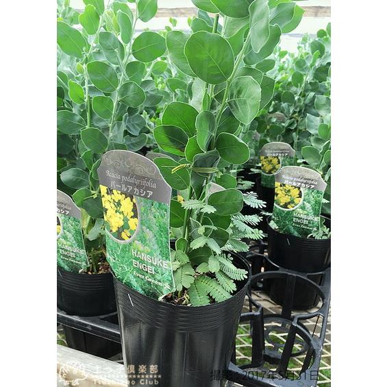 ③　アカシア　ブルーブッシュ　８号特大苗木最高等級極上品‼️ アカシア ブルーブッシュ 8号特大苗木最高等級極上品‼️