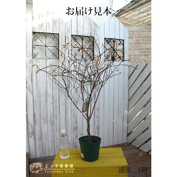 ピンク雪柳 （ ピンクユキヤナギ ） 5.5号鉢植え : 花と緑の専門店 土 