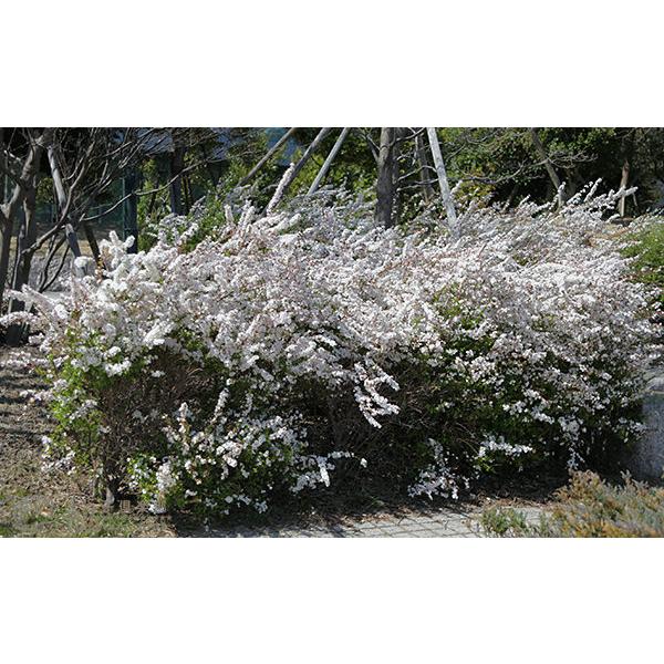 Grupojovenpizarrales org ユキヤナギ 鉢植え 盆栽鉢に入れた