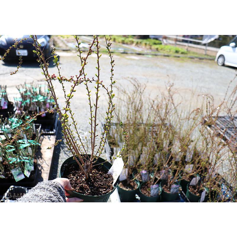 花芽付き ピンク雪柳 ピンクユキヤナギ 5 5号鉢植え T 345 花と緑の専門店 土っ子倶楽部 通販 Yahoo ショッピング