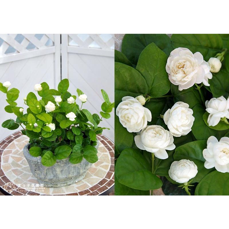 バラ咲き ジャスミン 9cmポット苗 （ 八重咲き / マツリカ ピカケ