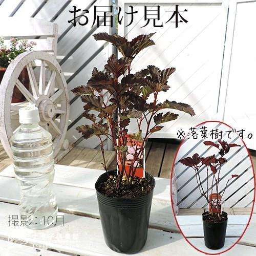 アメリカテマリシモツケ サマーワイン 9cmポット苗 T 353 花と緑の専門店 土っ子倶楽部 通販 Yahoo ショッピング