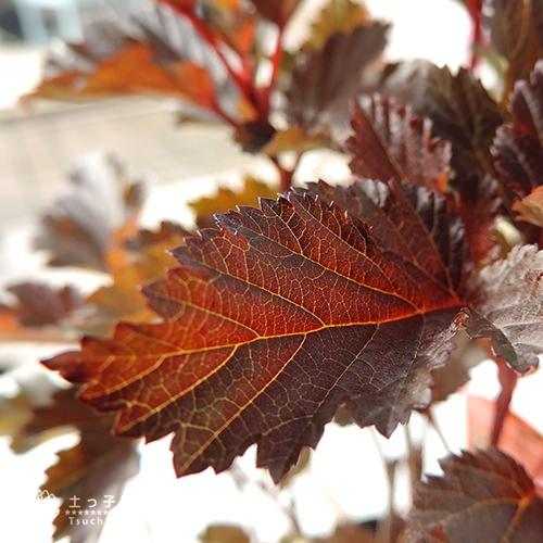 アメリカテマリシモツケ サマーワイン 9cmポット苗 T 353 花と緑の専門店 土っ子倶楽部 通販 Yahoo ショッピング