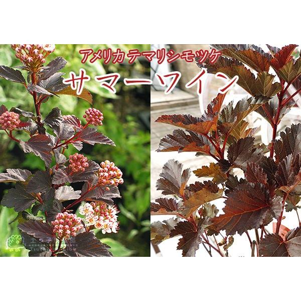 アメリカテマリシモツケ サマーワイン 9cmポット苗 T 353 花と緑の専門店 土っ子倶楽部 通販 Yahoo ショッピング