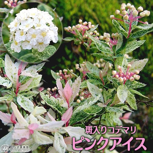 斑入りコデマリ 『 ピンクアイス 』 9cmポット苗｜produce87｜01