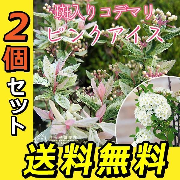 斑入りコデマリ 『 ピンクアイス 』 2個セット （ 送料無料 ） 9cm