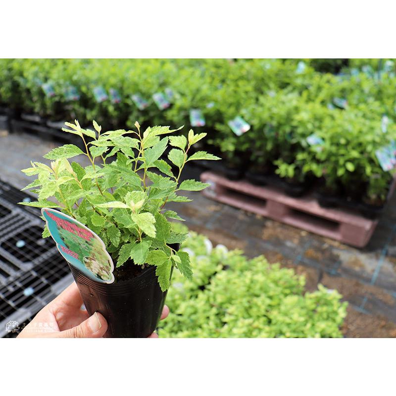 斑入りコデマリ ピンクアイス 2個セット 送料無料 9cmポット苗 T 354 2ps 花と緑の専門店 土っ子倶楽部 通販 Yahoo ショッピング