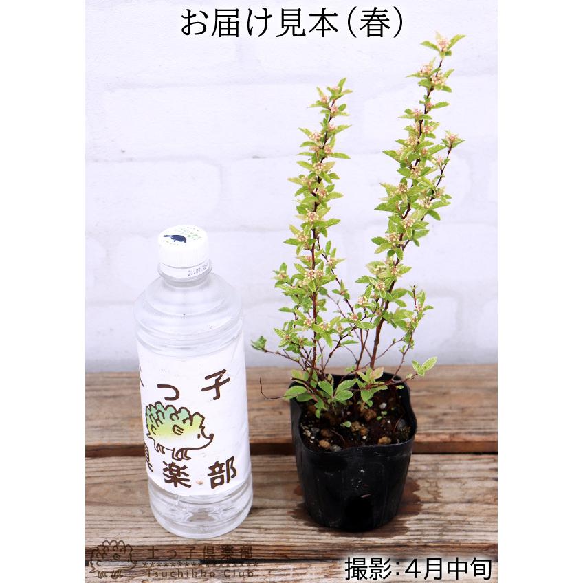 斑入りコデマリ ピンクアイス 9cmポット苗 T 354 花と緑の専門店 土っ子倶楽部 通販 Yahoo ショッピング