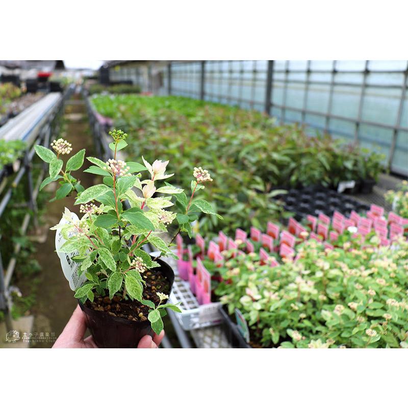 斑入りコデマリ ピンクアイス 9cmポット苗 T 354 花と緑の専門店 土っ子倶楽部 通販 Yahoo ショッピング