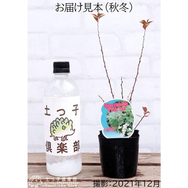 斑入りコデマリ ピンクアイス 9cmポット苗 T 354 花と緑の専門店 土っ子倶楽部 通販 Yahoo ショッピング