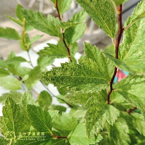 斑入りコデマリ ピンクアイス 10 5cmポット苗 T 354 花と緑の専門店 土っ子倶楽部 通販 Yahoo ショッピング