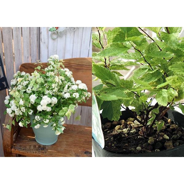 斑入りコデマリ ピンクアイス 10 5cmポット苗 T 354 花と緑の専門店 土っ子倶楽部 通販 Yahoo ショッピング