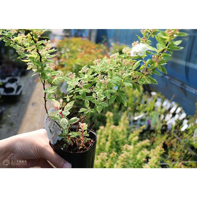 斑入りコデマリ ピンクアイス 10 5cmポット苗 T 354 花と緑の専門店 土っ子倶楽部 通販 Yahoo ショッピング