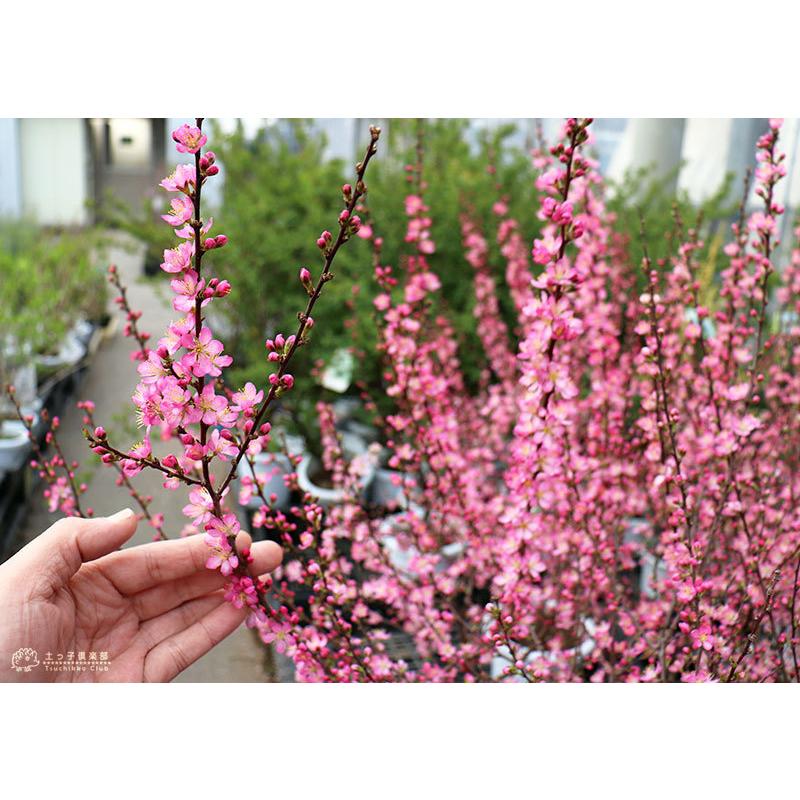 庭梅 （ニワウメ） 』 林生梅 6号鉢植え 梅 ウメ 庭木 花木 赤 紅梅 苗