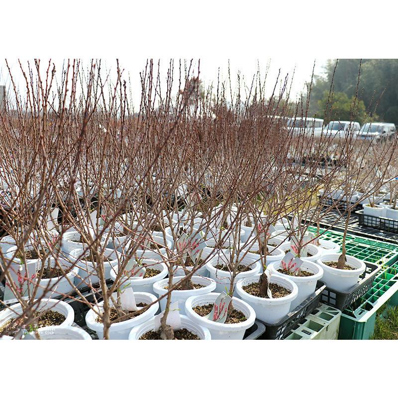 庭梅 （ニワウメ） 』 林生梅 6号鉢植え 梅 ウメ 庭木 花木 赤 紅梅 苗
