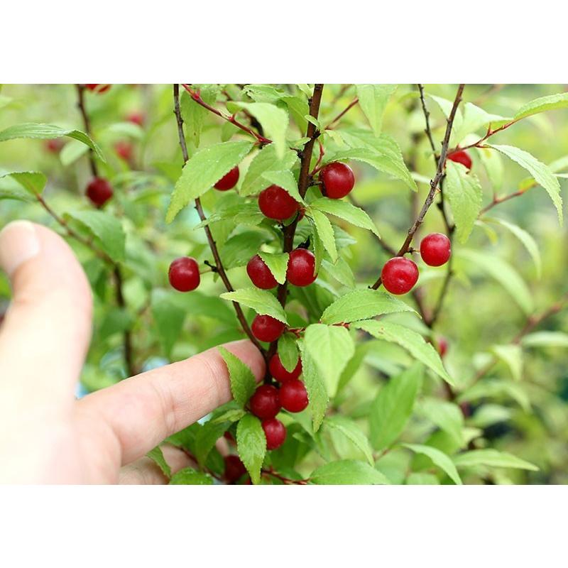 庭梅 （ニワウメ） 』 林生梅 6号鉢植え 梅 ウメ 庭木 花木 赤 紅梅 苗
