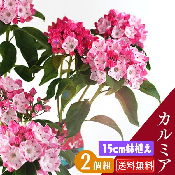 カルミア オスボレッド 15cm鉢植え 花芽付き 2個セット 送料無料 T 357 2ps 花と緑の専門店 土っ子倶楽部 通販 Yahoo ショッピング