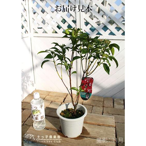 カルミア オスボレッド 15cm鉢植え 花芽付き T 357 花と緑の専門店 土っ子倶楽部 通販 Yahoo ショッピング