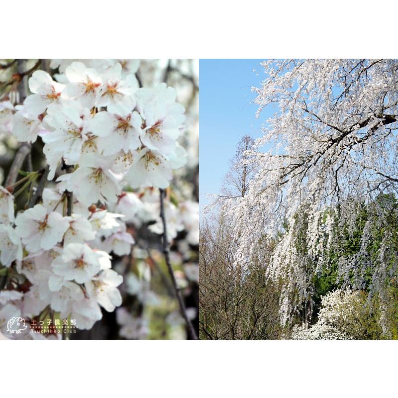 一重しだれ桜 白 接ぎ木 7号鉢植え T 362 花と緑の専門店 土っ子倶楽部 通販 Yahoo ショッピング