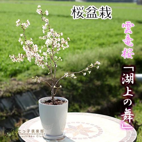 桜盆栽 雲竜桜 『 湖上の舞 』 12cm陶器鉢植え ( 受け皿付き 桜盆栽 雲竜桜 『 湖上の舞 』 12cm陶器鉢植え ( 受け皿付き