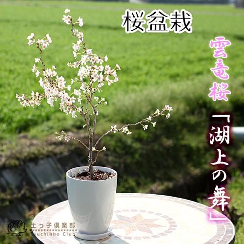 桜盆栽 雲竜桜 湖上の舞 12cm陶器鉢植え 受け皿付き T 363 花と緑の専門店 土っ子倶楽部 通販 Yahoo ショッピング