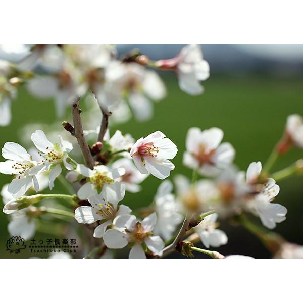 桜盆栽 雲竜桜 『 湖上の舞 』 12cm陶器鉢植え （ 受け皿付き ） : 花 