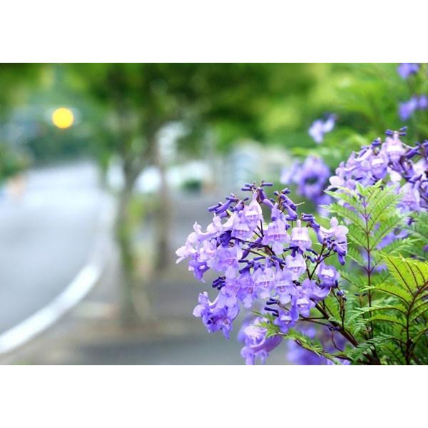 ジャカランダ 苗木 紫色の花 ジャカランダ 9cmポット苗 【2個セット】 【送料無料】 : 花と緑の専門