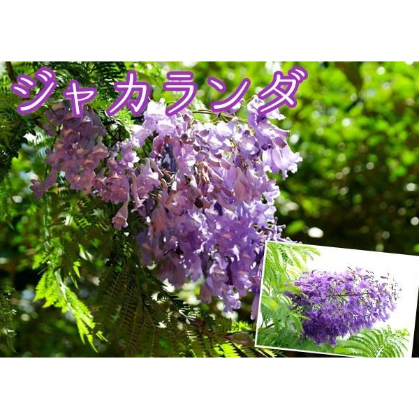 ジャカランダ 9cmポット苗 【2個セット】 【送料無料】 : 花と緑の専門