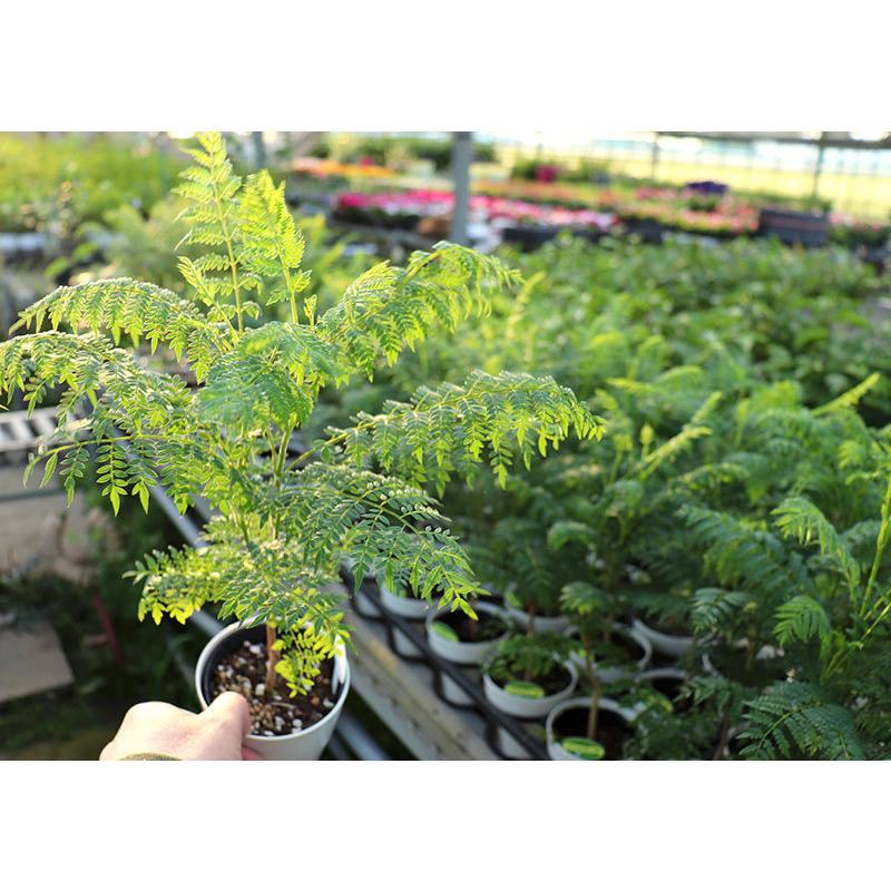 ジャカランダ 9cmポット苗 : 花と緑の専門店 土っ子倶楽部 - 通販