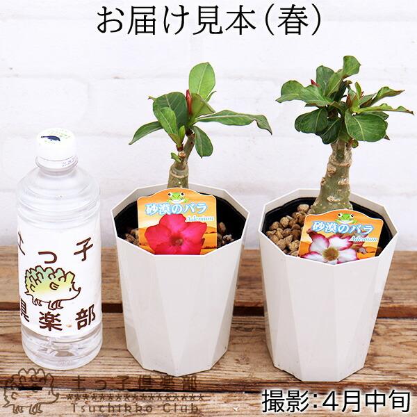 砂漠のバラ （ アデニウム ） 4号鉢植え 【選べる花色 人気品種2色