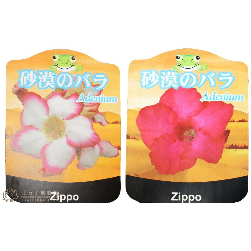 砂漠のバラ （ アデニウム ） 4号鉢植え 【選べる花色 人気品種2色