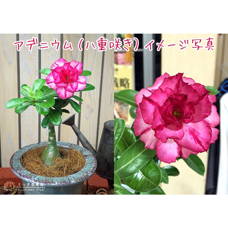 天空のバラ （ 八重咲き アデニウム ） 4号鉢植え 【選べる花色 人気