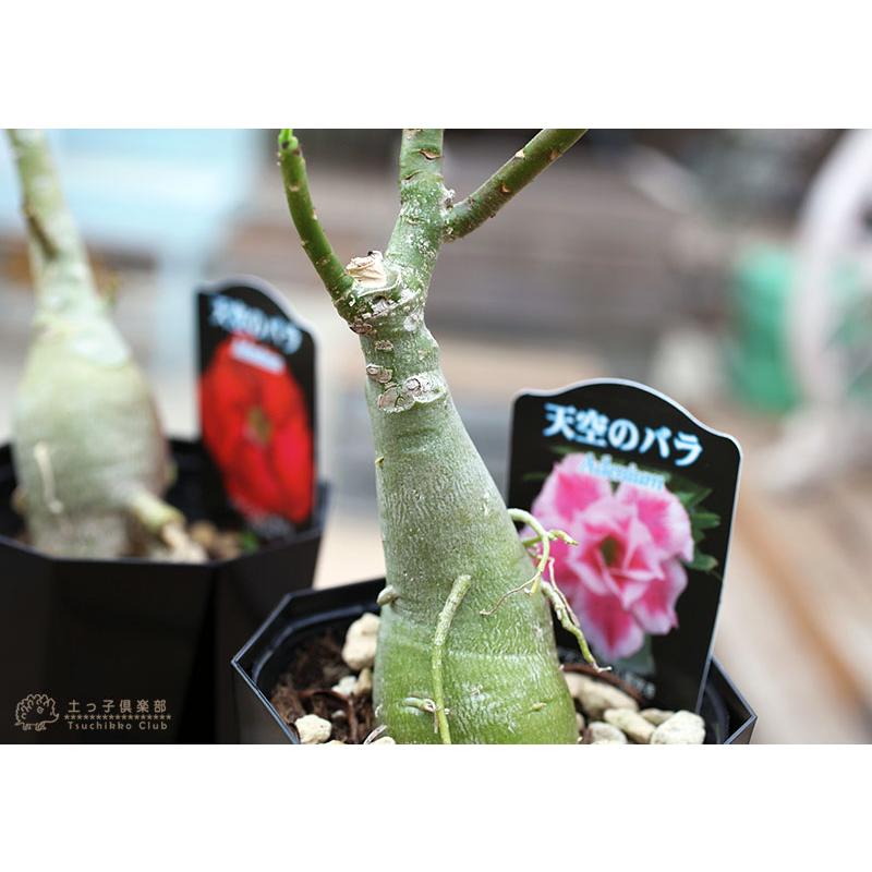 天空のバラ （ 八重咲き アデニウム ） 4号鉢植え 【選べる花色 人気
