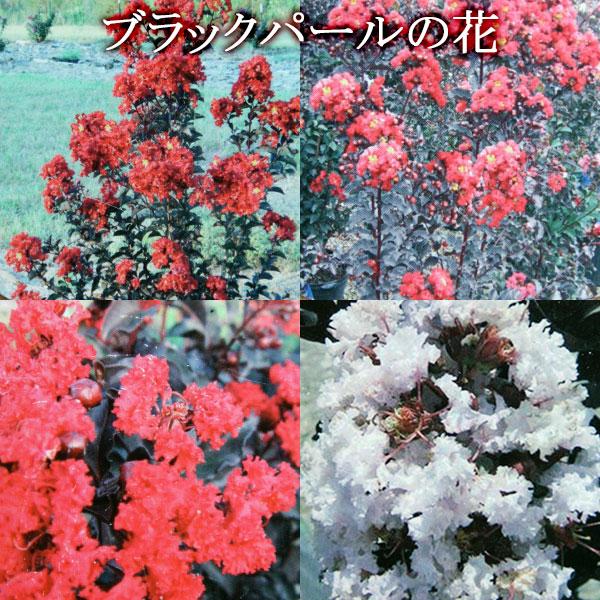 黒葉サルスベリ『ブラックパール』6号スリット鉢植え 【選べる花色