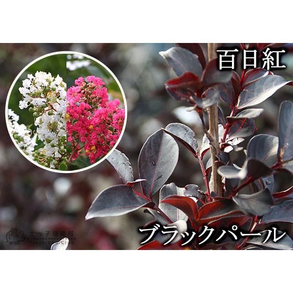黒葉サルスベリ『ブラックパール』6号スリット鉢植え 【選べる花色