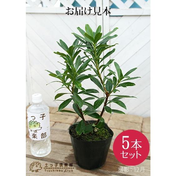 沈丁花 （ ジンチョウゲ ） 赤花 5個セット（ 送料無料 15cmポット苗