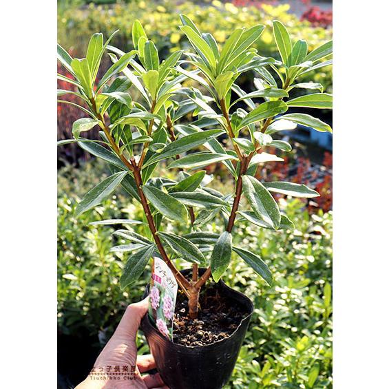 沈丁花 （ ジンチョウゲ ） 赤花 5個セット（ 送料無料 15cmポット苗