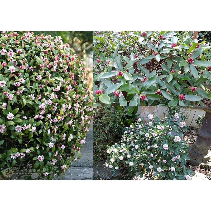 沈丁花 （ ジンチョウゲ ） 赤花 15cmポット苗 : 花と緑の専門店 土っ