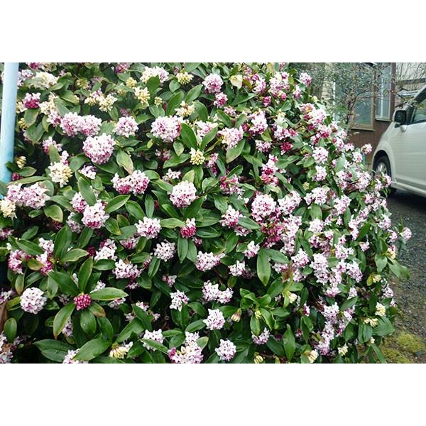 沈丁花 （ ジンチョウゲ ） 赤花 15cmポット苗 : 花と緑の専門店 土っ