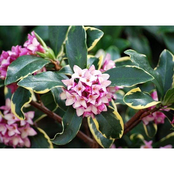 斑入り 沈丁花 赤花 5個セット （ 送料無料 ） 15cmポット苗 フクリン