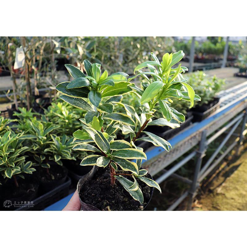 斑入り 沈丁花 赤花 15cmポット苗 フクリン ジンチョウゲ T 373 花と緑の専門店 土っ子倶楽部 通販 Yahoo ショッピング