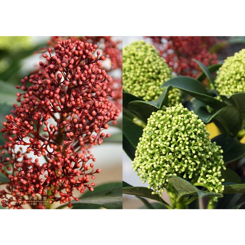 シキミア （ スキミア ） 10.5cmポット 苗木 ルベラ / ホワイト