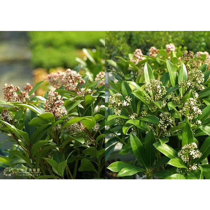 シキミア スキミア 10 5cmポット 苗木 ルベラ ホワイトグローブ 選べる品種 T 375 花と緑の専門店 土っ子倶楽部 通販 Yahoo ショッピング